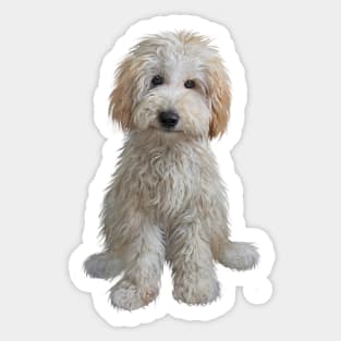 A Cream Colored Labradoodle Puppy - Just the Dog Sticker